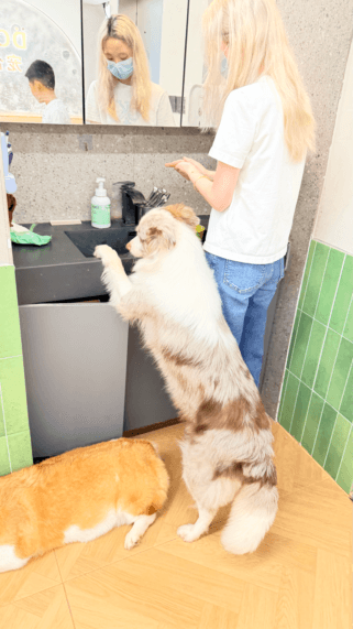 Alice volunteering at the dog shelter